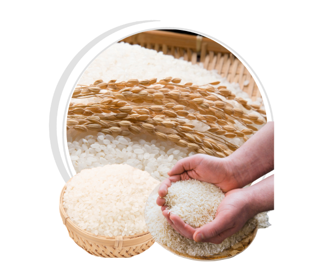Broken Rice for Animal Feed